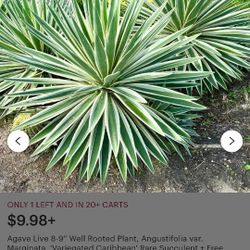 Agave Angustifolia 