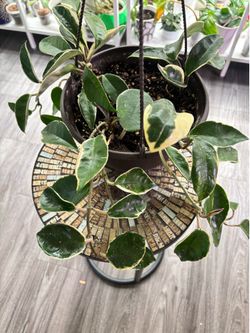 Hoya Crimson Queen  price for the whole  plant