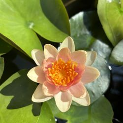 Potted Water Lily - Orange