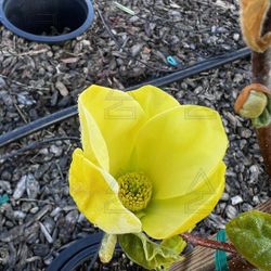 Yellow Bird Magnolia 