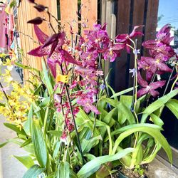 Big Oncidium Orchid Rare Colors Hoa Lan Vu Nu Hoa Lon