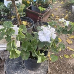 I Have Bundle Plants