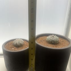 Leopard Cactus And Modern Planter Window  Duo / Gift 