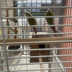 Cage