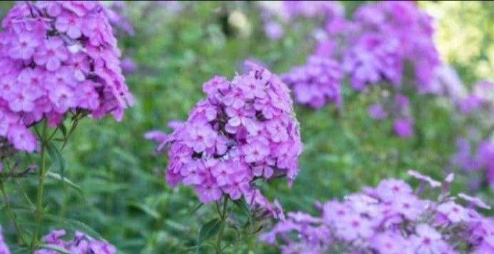 Pink Phlox