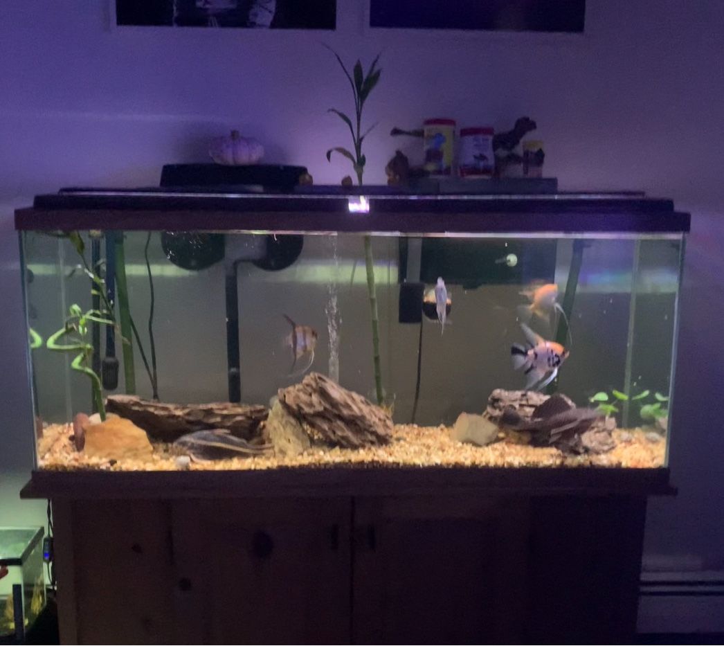 55 Gallon Fish Tank