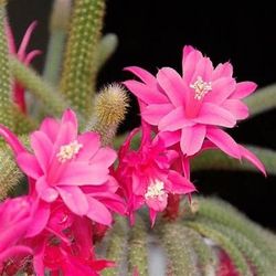 🪴Housplant Dog Tail Cactus Cutting