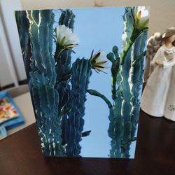 Cactus Que Florea Muy Bonito 