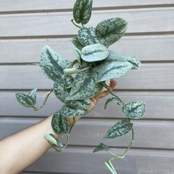 4” Exotica Pothos