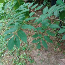 Elderberry Bush Nearly 6ft Tall Or More (pls Read Description Below)