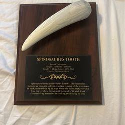 Spinosaurus Tooth Plaque
