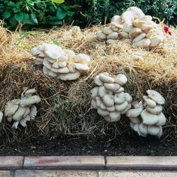 Mushroom Inaculated Bale Of Straw 