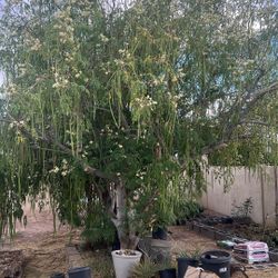 Moringa Pods
