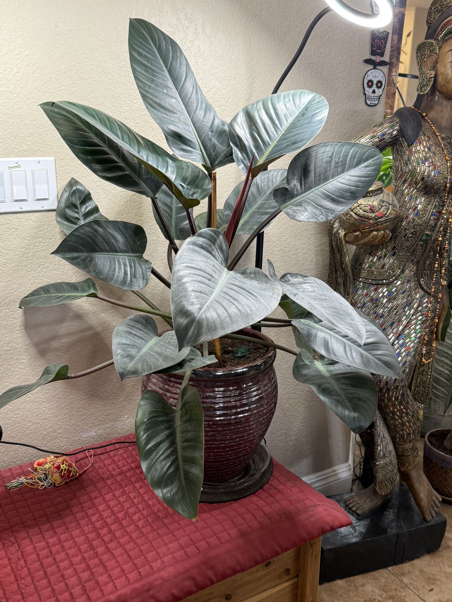 Live Large Congo Rojo Philodendron Plant With Ceramic Pot(Please Read Full Description)