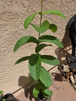 Guava Fruit trees 3 ft tall