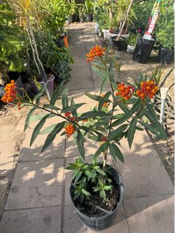 Milkweed plant