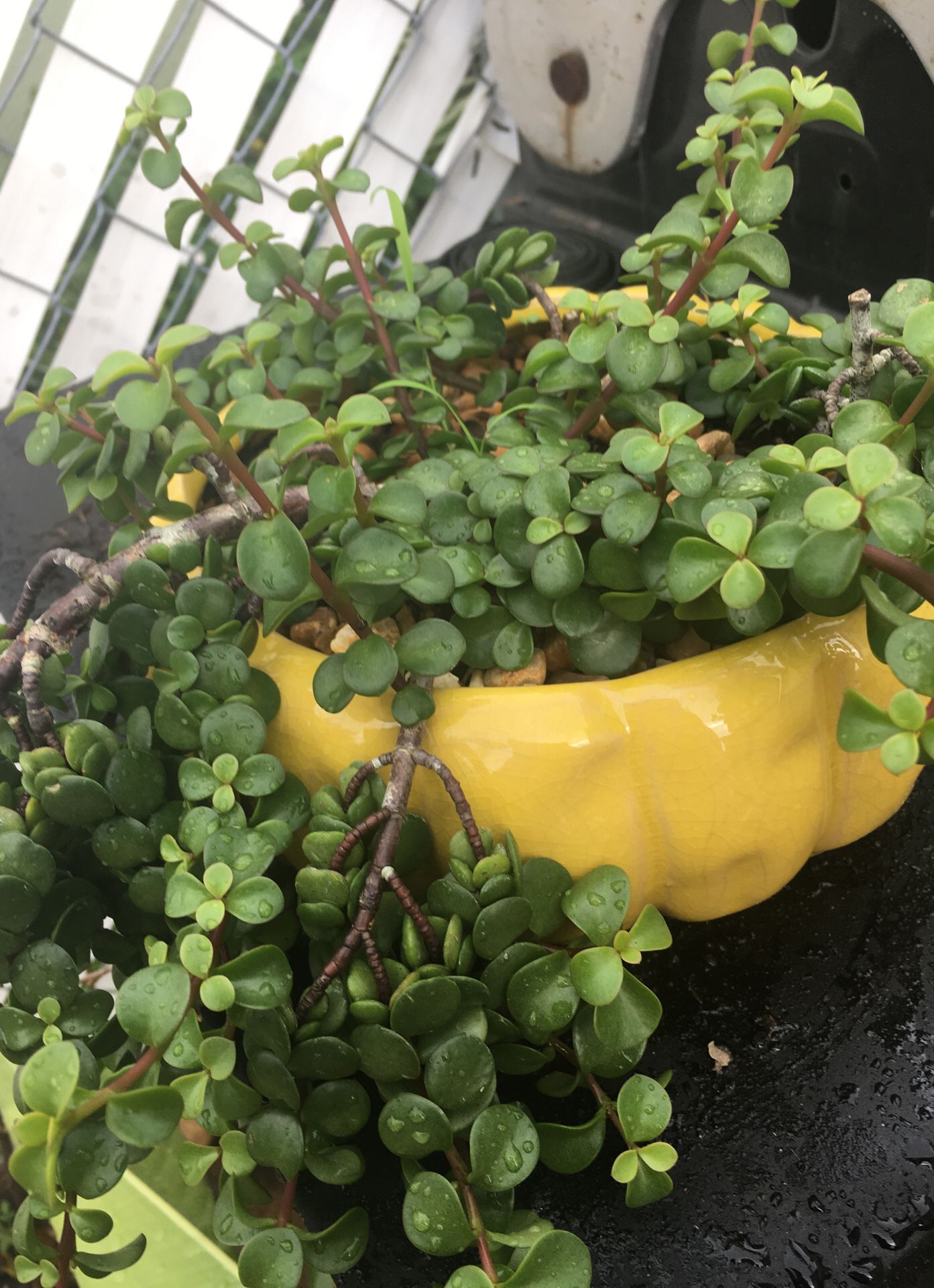 Yellow ceramic pumpkin with succulents