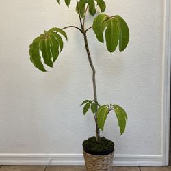 Tropical Plant