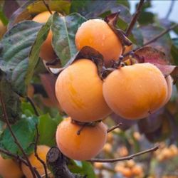 Big Organic Persimmons! Come And Cut Them Yourself. They Are Still At The Tree.