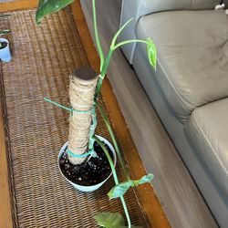 Philodendron Paraíso Verde