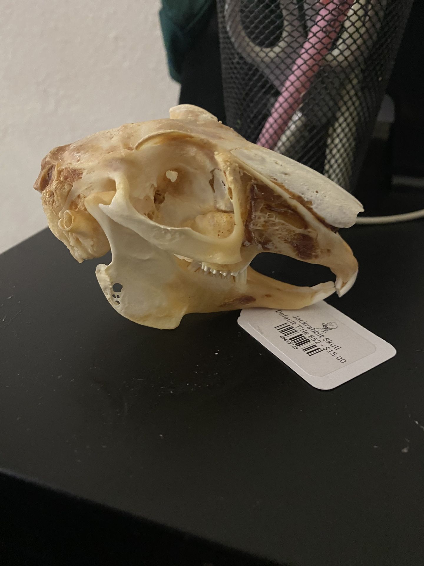 Real Jackrabbit Skull Oddity 4 Inch