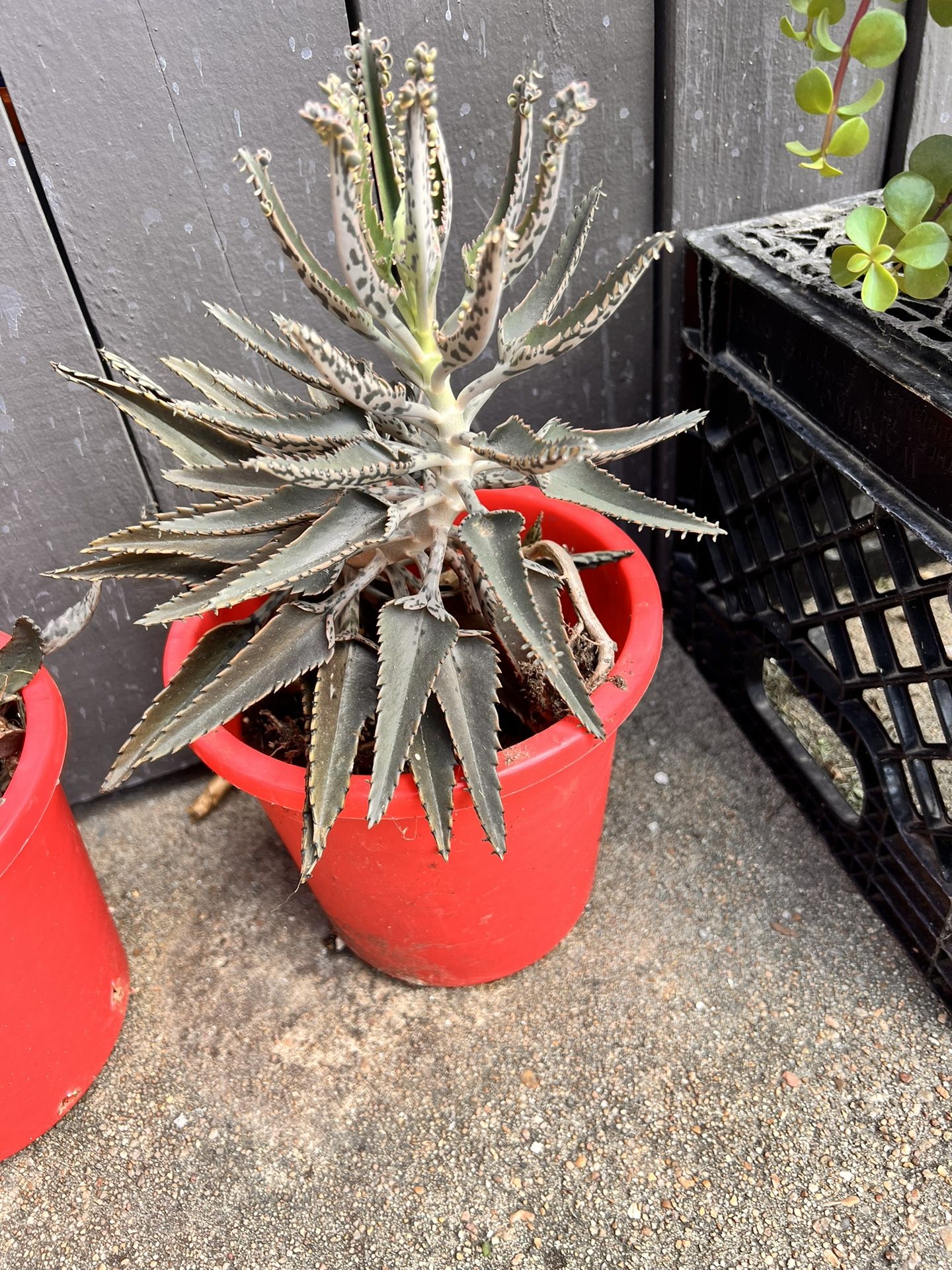 Kalancho Mothers Of Thousands Plant