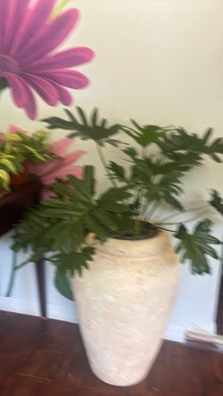 Plant