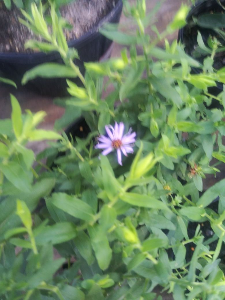 Fall aster ground cover