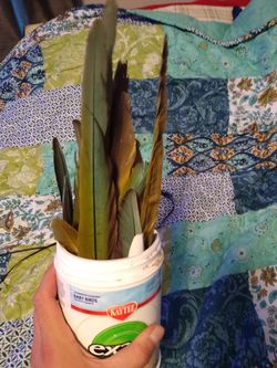 Green and yellow macaw feathers