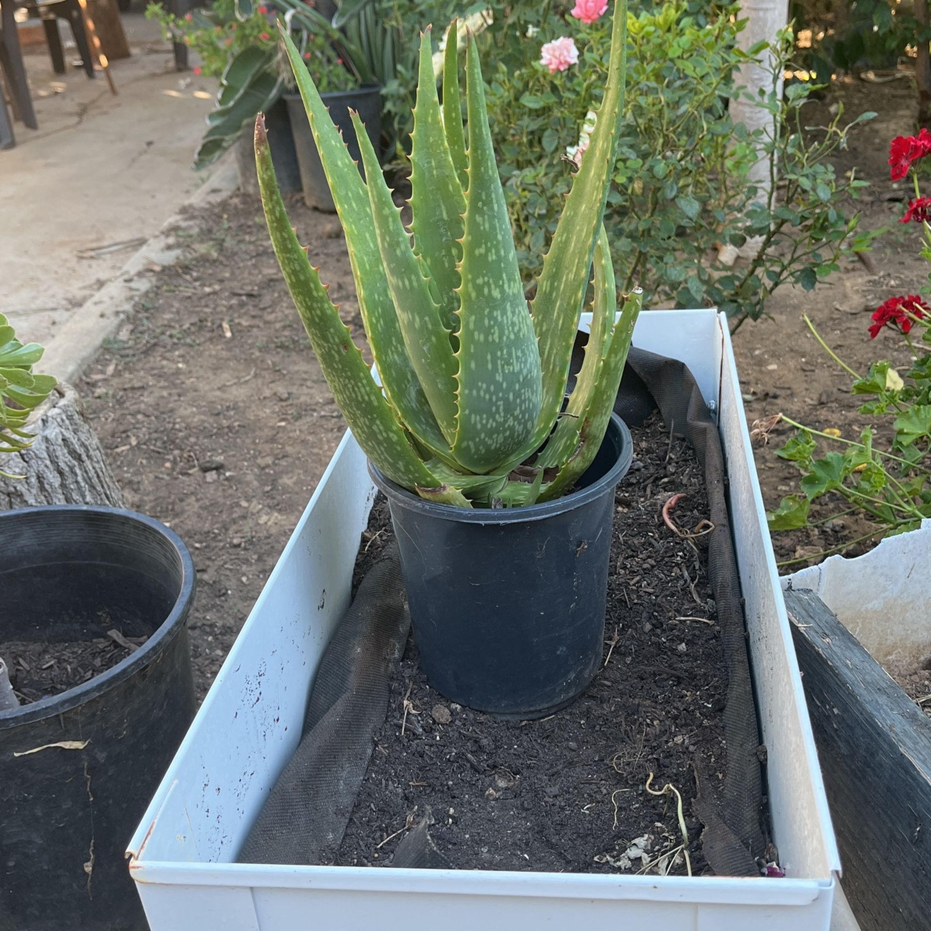 Plants