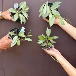 4” hoya new guinea ghost ( price is for each )