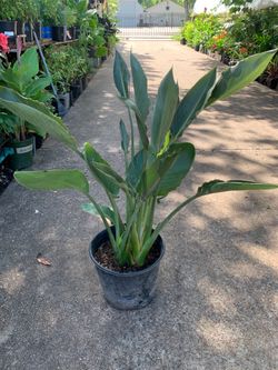 Orange Bird Of Paradise Plant