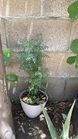 Planta de Ruda