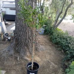 Fig Tree