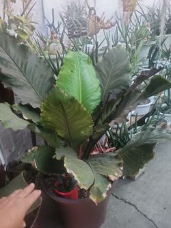 Birds nest Anthurium