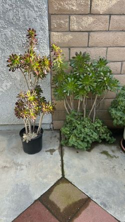 SUCCULENTS 