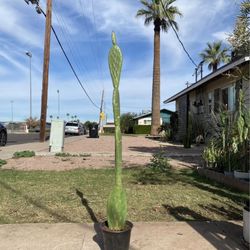 Prickly Pear Cactus Plant