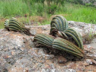 BOOK ALOE MUSTACHE ALOE Suprafoliata Succulent VERY RARE for Sale in  Alhambra, CA - OfferUp