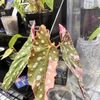 Jplantslover