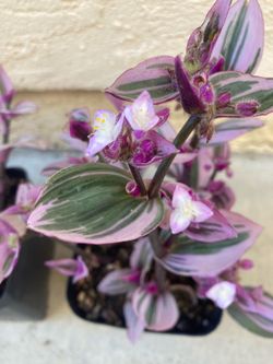 Nanouk Tradescantia Pink Wandering Dude Trailing Succulent Plant Houseplant, 4-5”