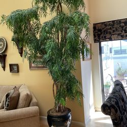 Magnificent 9 Ft. Artificial Tree In Ceramic Pot