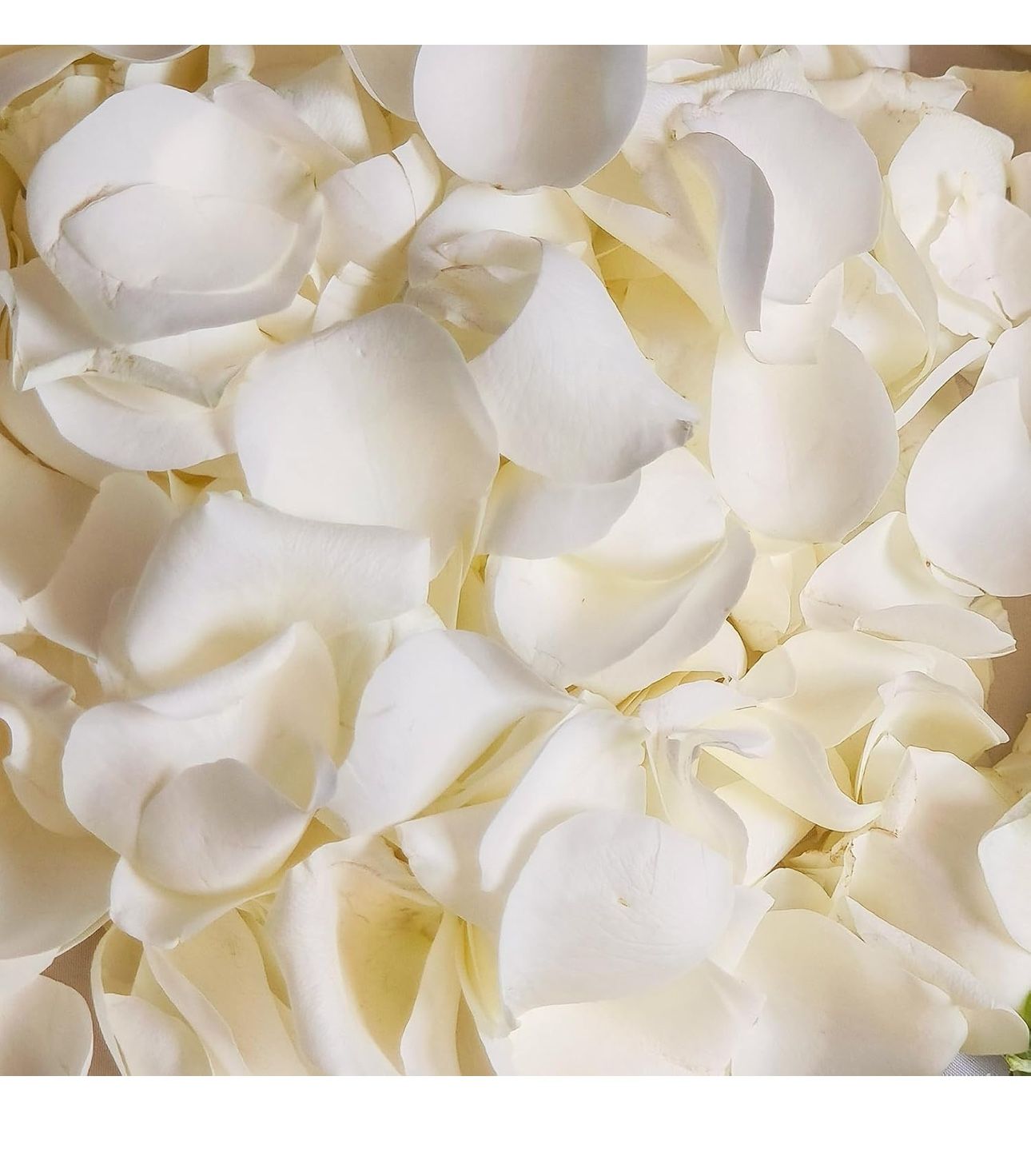 Dried Real White Rose Petals, Freeze Preserved Flower Petals 1.75oz for Valentine's Day Gifts Wedding Party Decor,