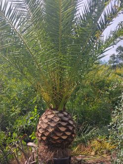Canary Island Palm