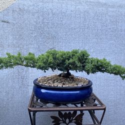 Bonsai Plants For Sale $60 Each Many To Choose Them