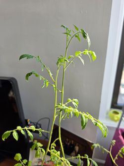 Tomato plant