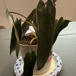 Spiritu Sancti Philodendron B