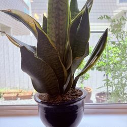 Snake Plant In 6” Ceramic Pots