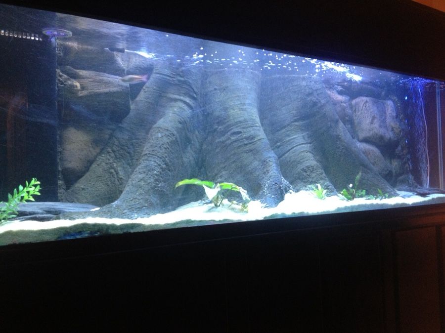 200 gallon Fish Tank Aquarium w Custom 3D Foam Background for