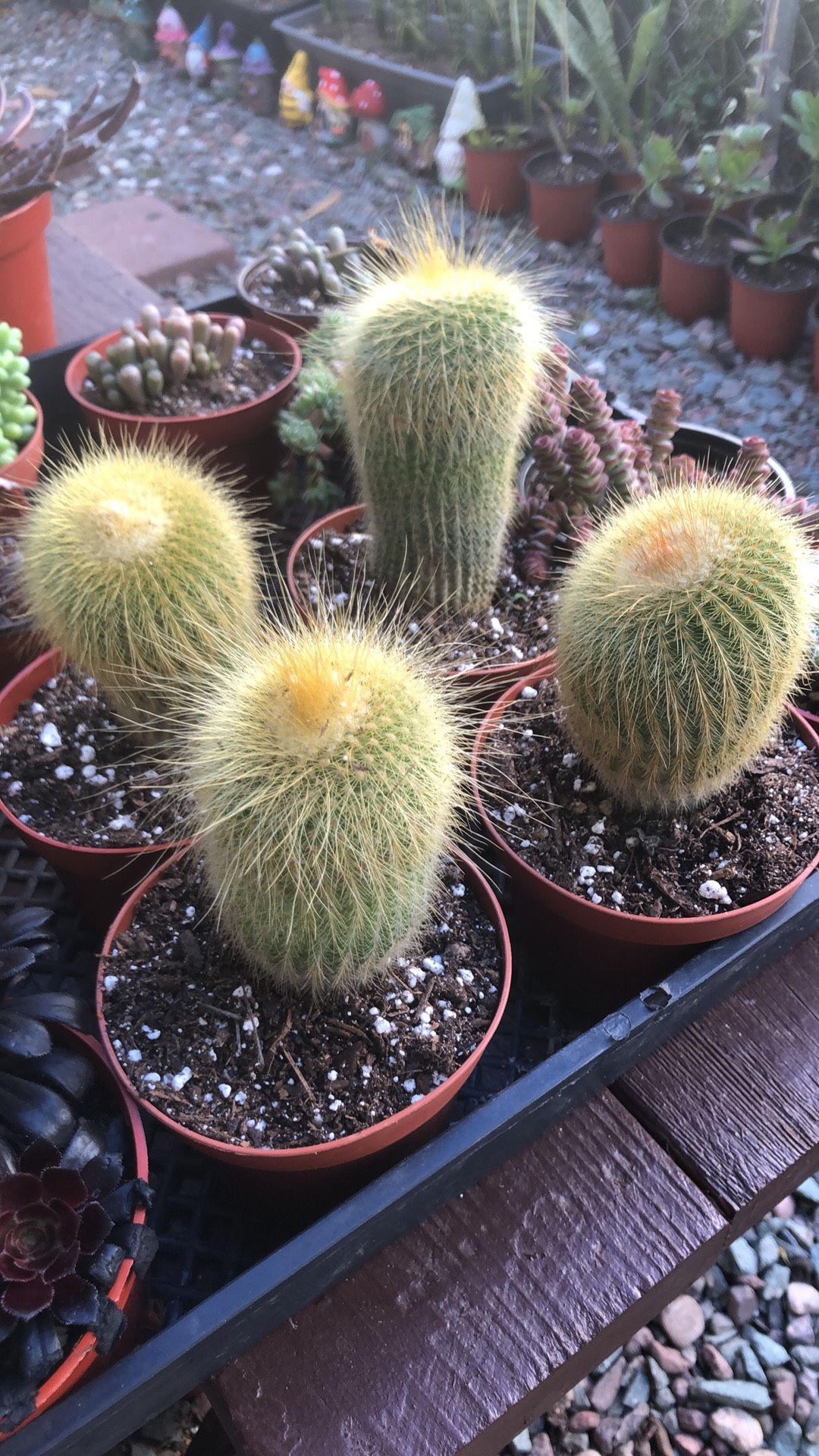 Cactus And Succulents
