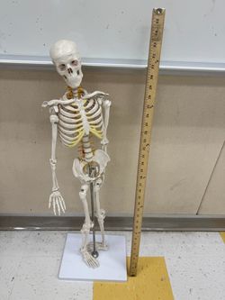 Human skeleton model